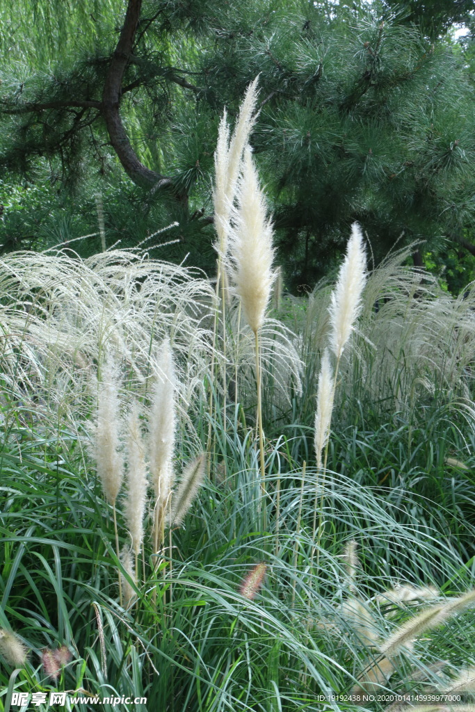 园林花草