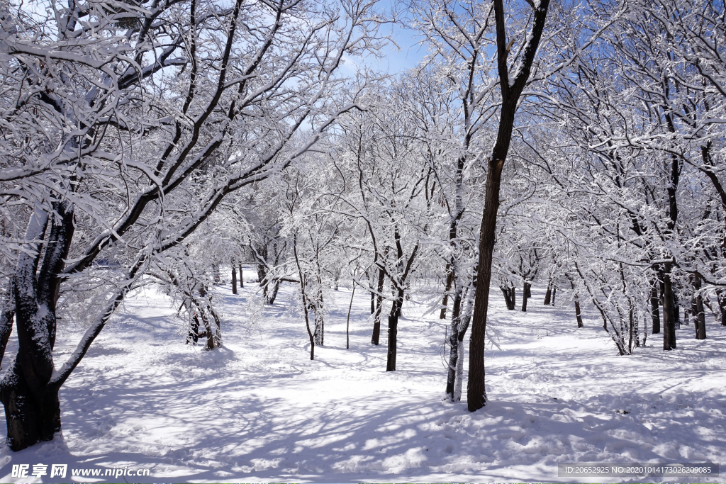 雪景