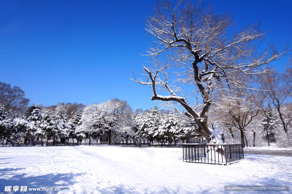雪景
