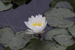 水百合