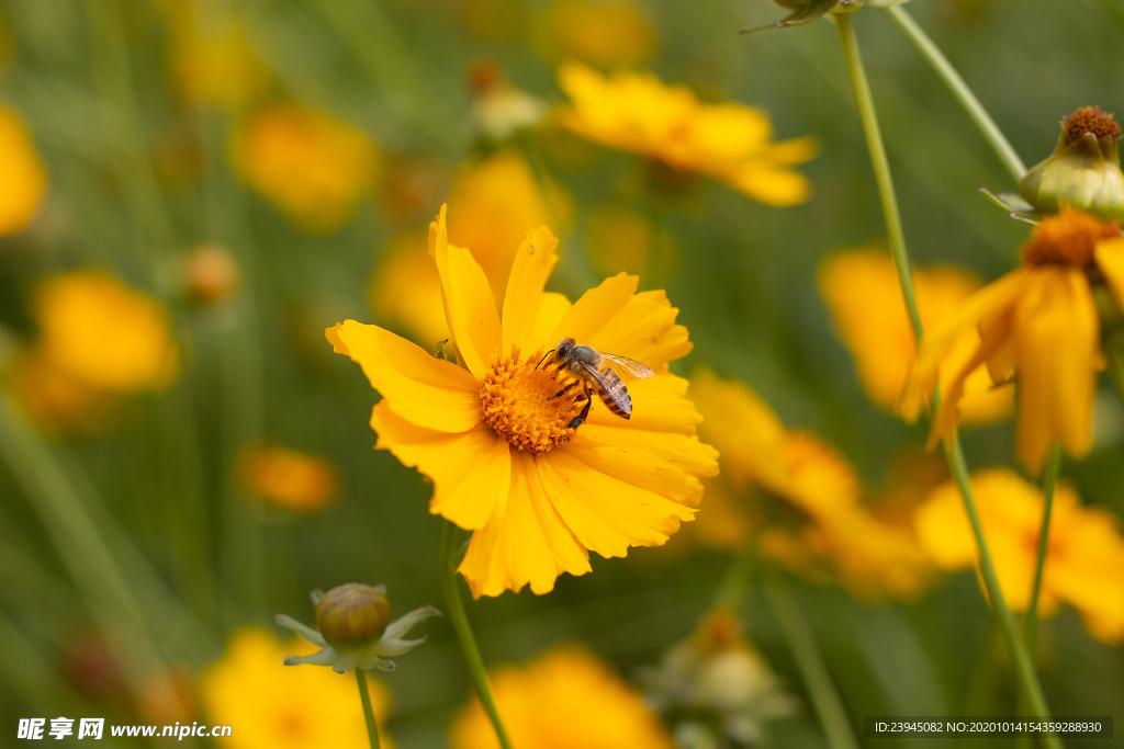 夏日雏菊与蜜蜂
