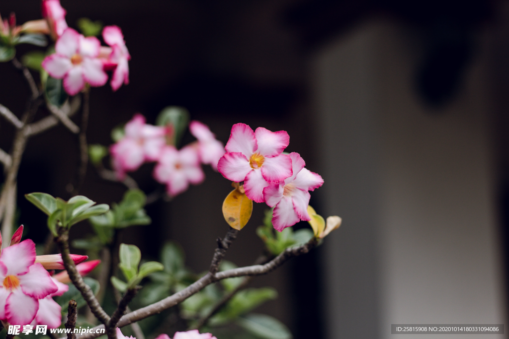 天宝花