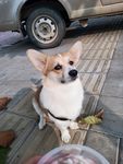 柯基犬