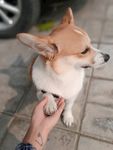 柯基犬