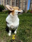 狗狗