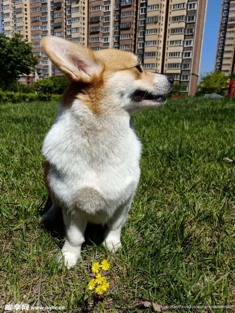 狗狗