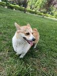 犬