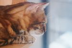 猫咪