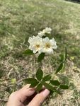 野花