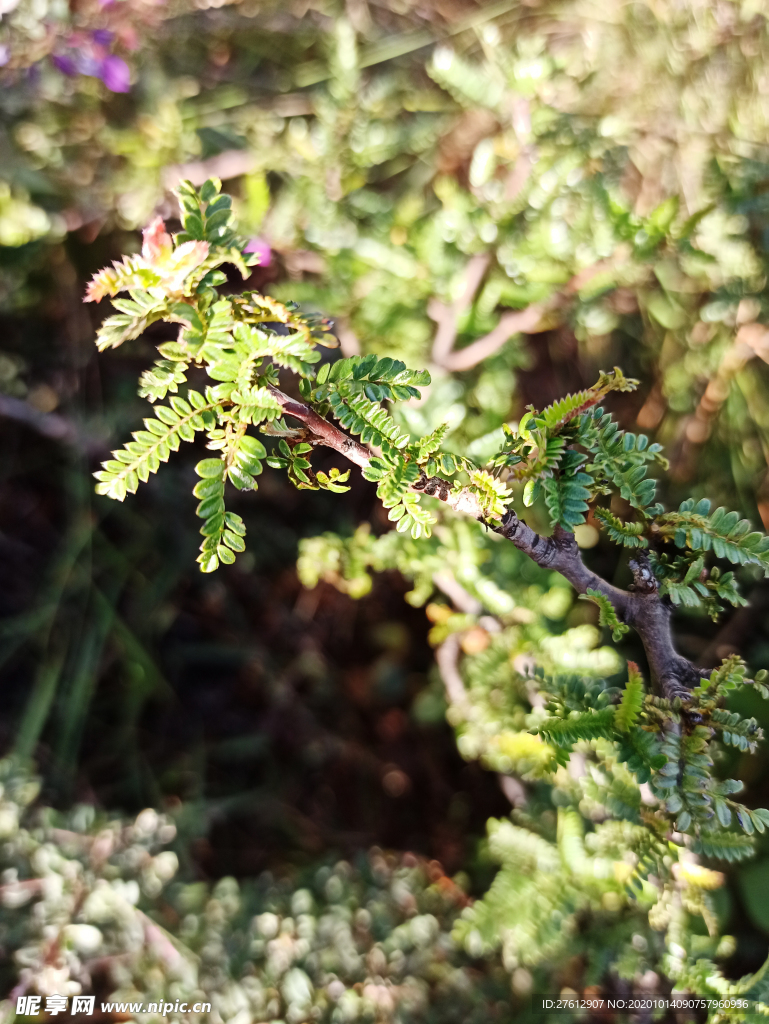 山上的野草树