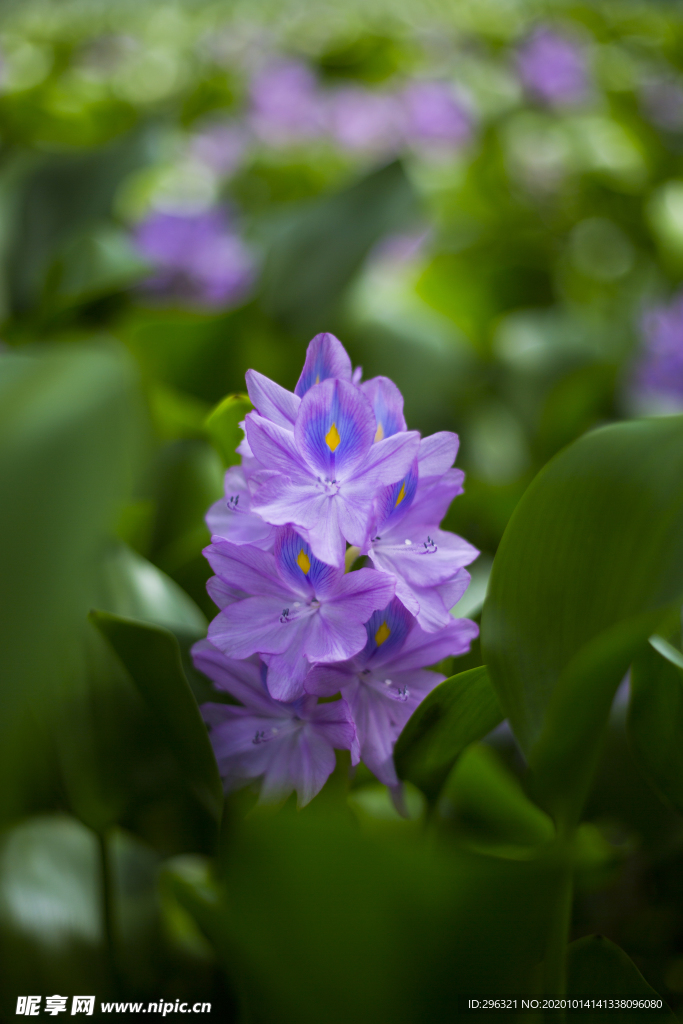 水莲花