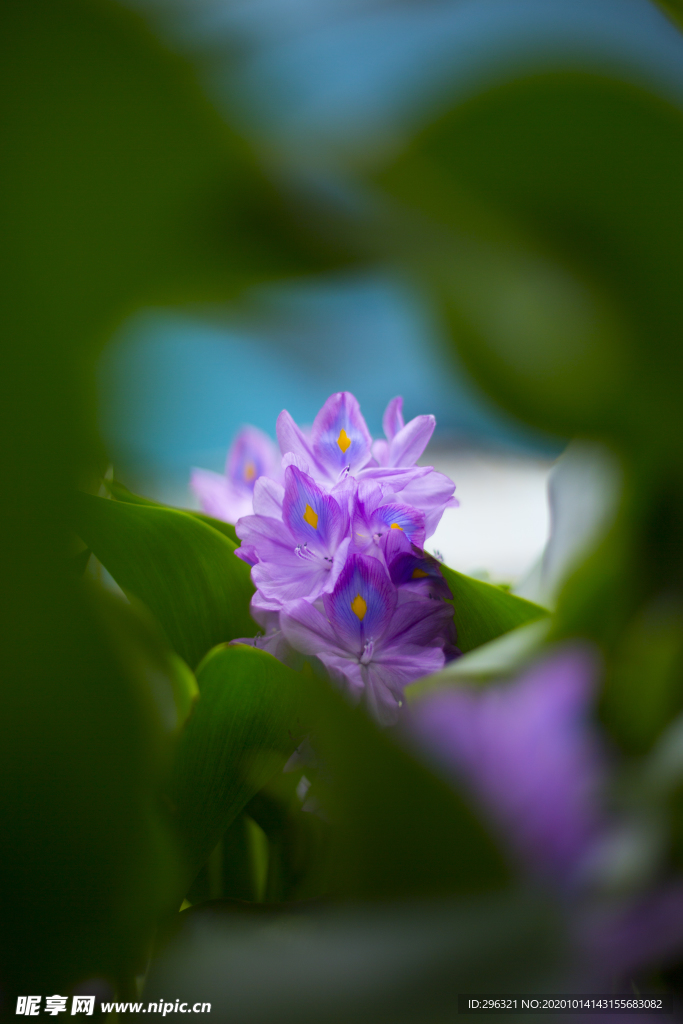 水莲花