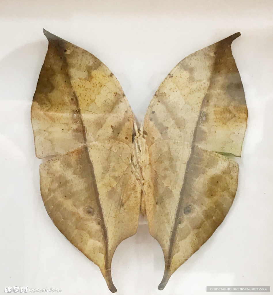 树叶蝶标本