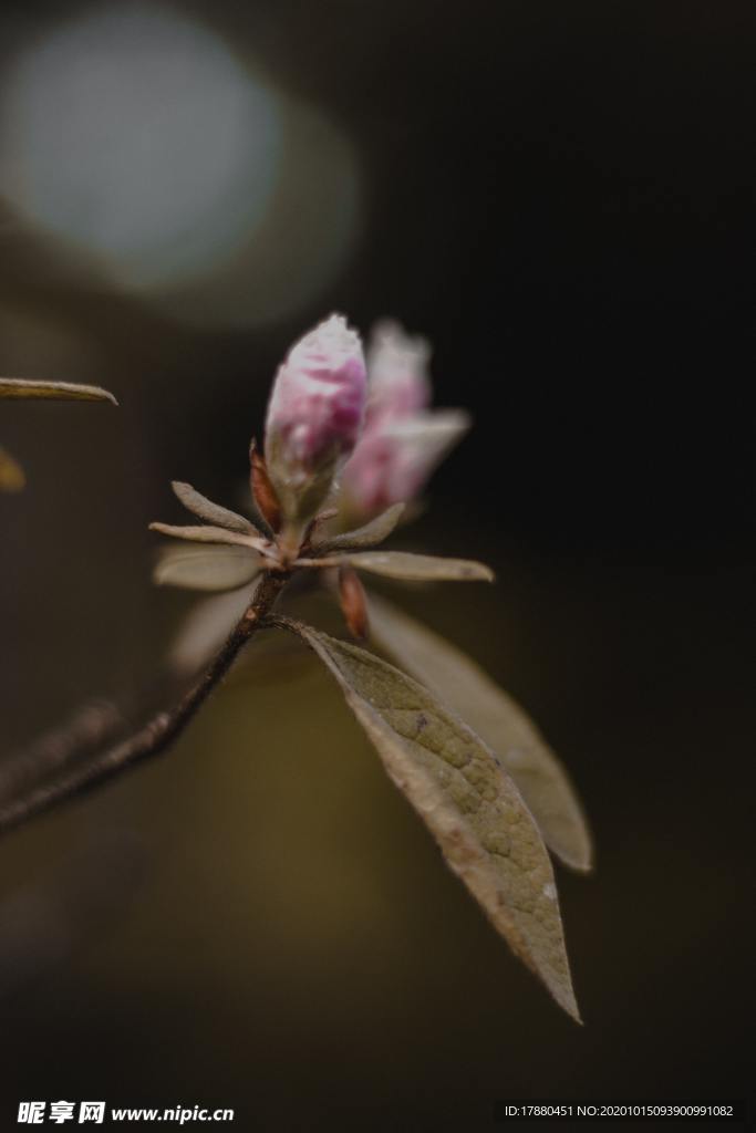 花卉