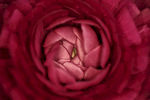 花瓣