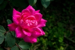 玫瑰花