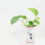 早安