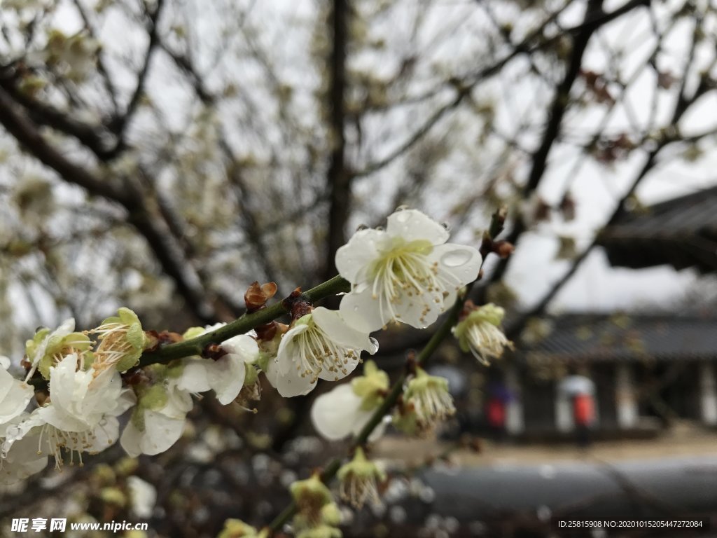 梨树花