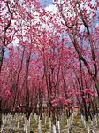 樱花林粉色樱花