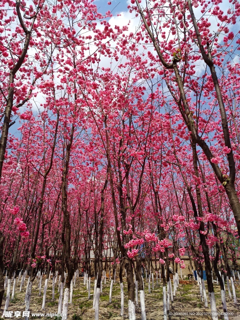 樱花林粉色樱花