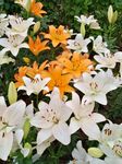 百合花