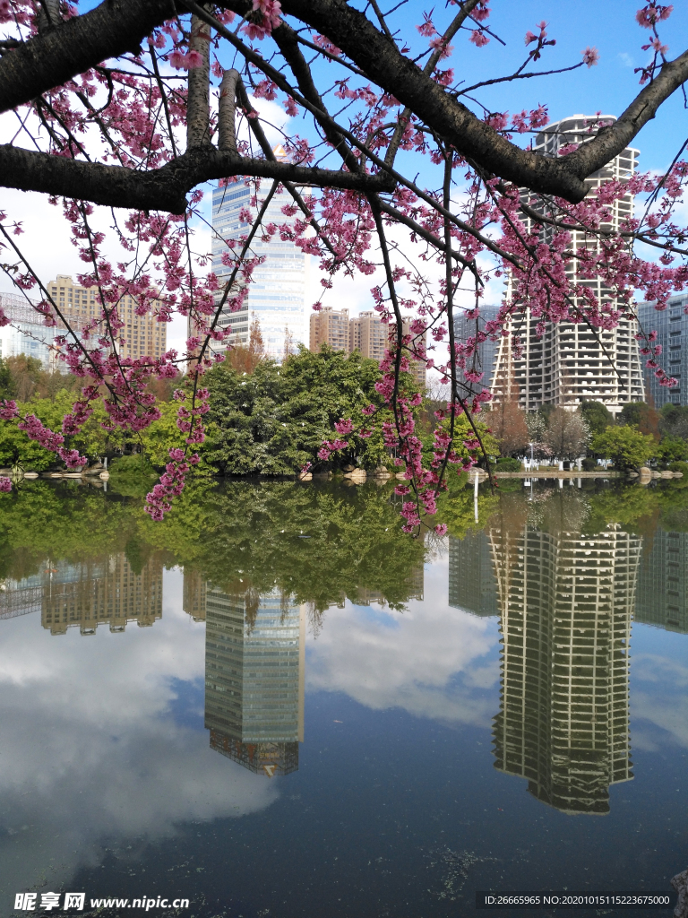 城市一角倒影海棠花