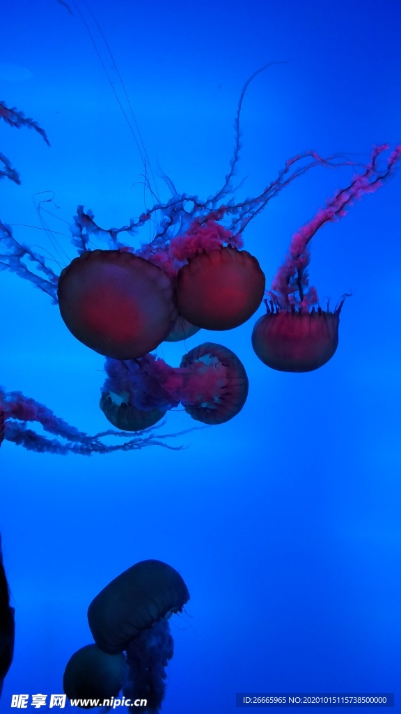 海蜇水母