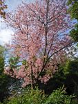 樱花樱花树