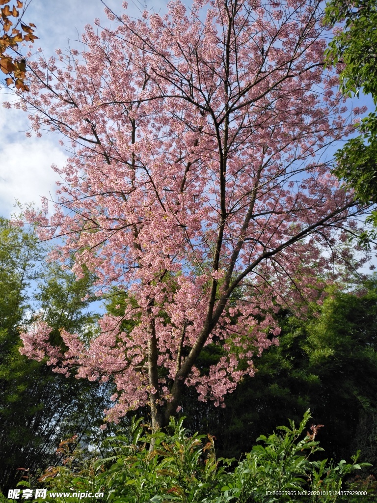 樱花樱花树