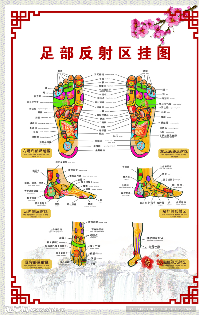 足部反射区