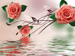 玫瑰花波纹