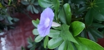 牵牛花