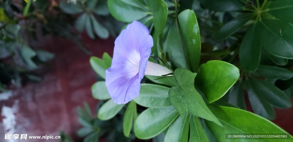 牵牛花