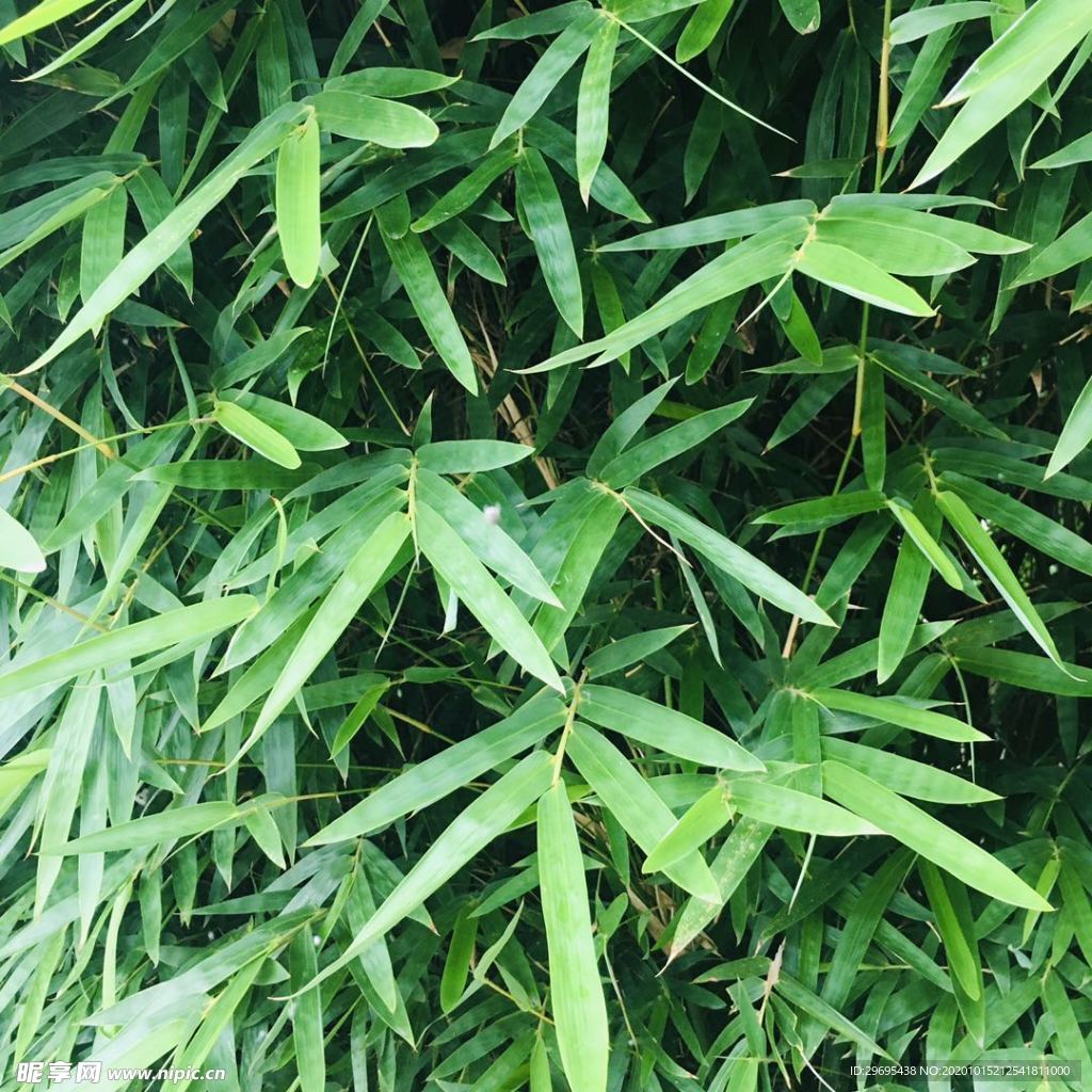 绿色植物