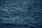 大海