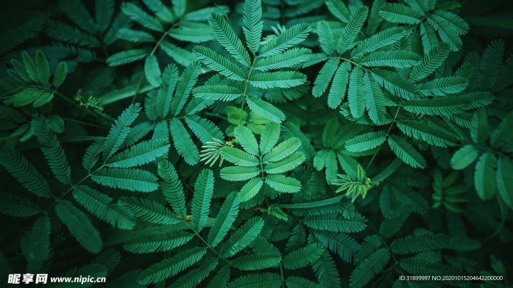 绿色含羞草植物背景素材图片