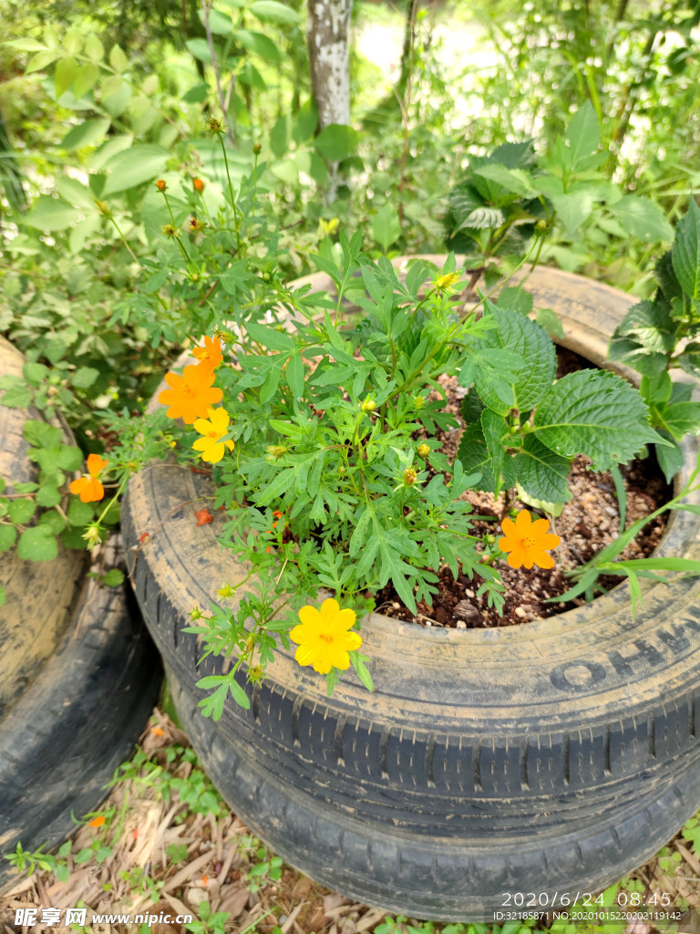 黄色菊花绿叶