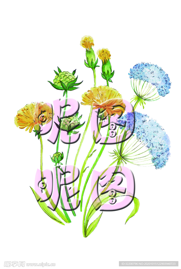 蒲公英水彩画