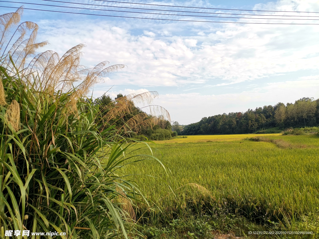 稻田美景