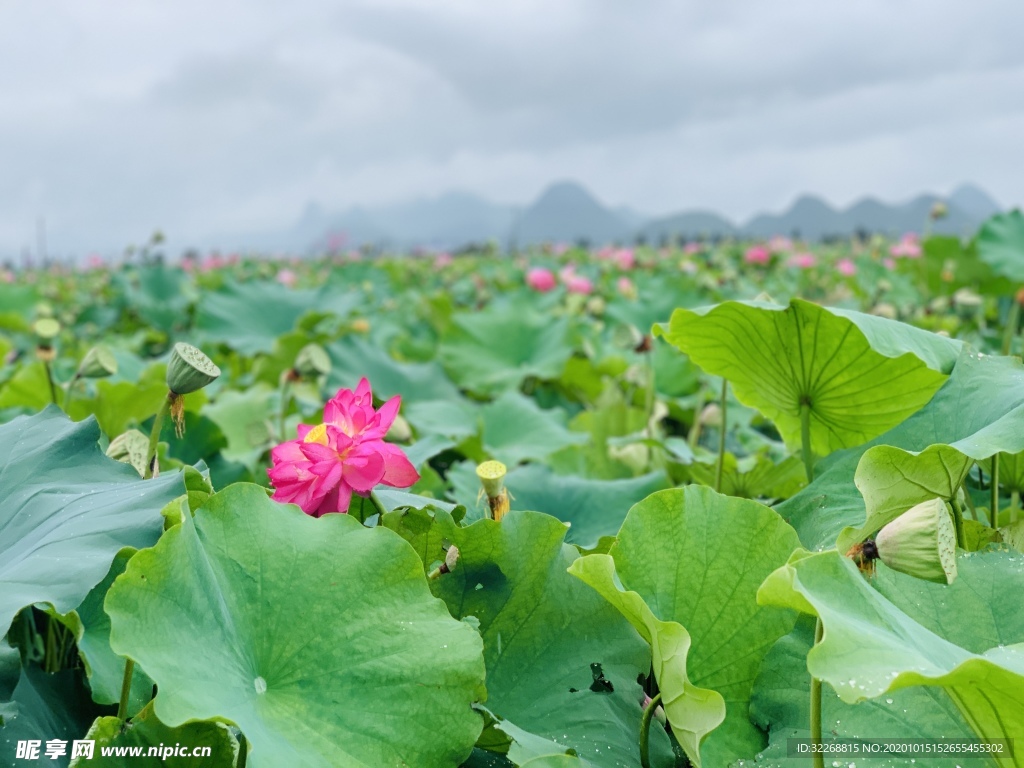 花海