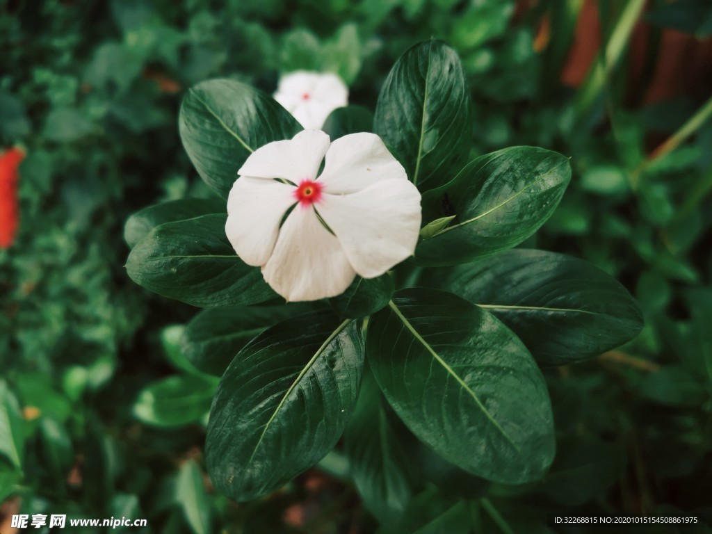 长春花