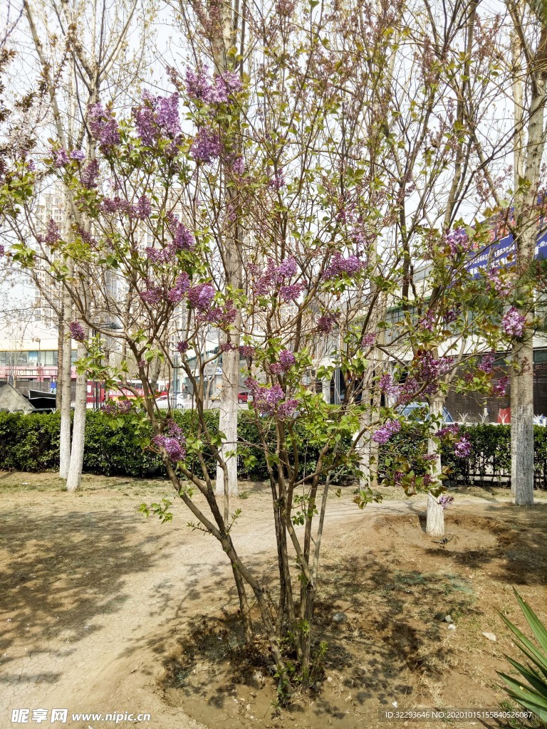 一颗将开未开的桃树