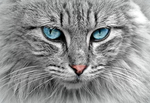 长毛灰猫