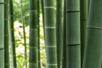 竹子