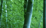 竹子