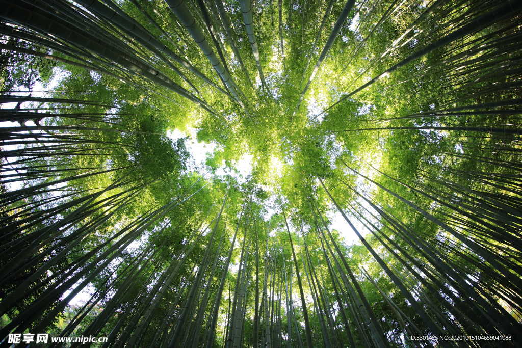 竹林