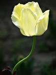 北京植物园鲜花郁金香