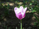 北京植物园鲜花郁金香