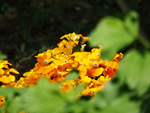 北京植物园鲜花