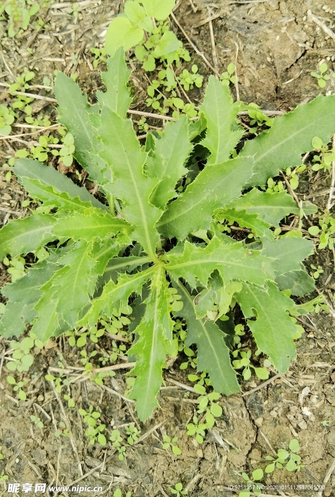 刺刺芽 刺儿菜 刺蓟